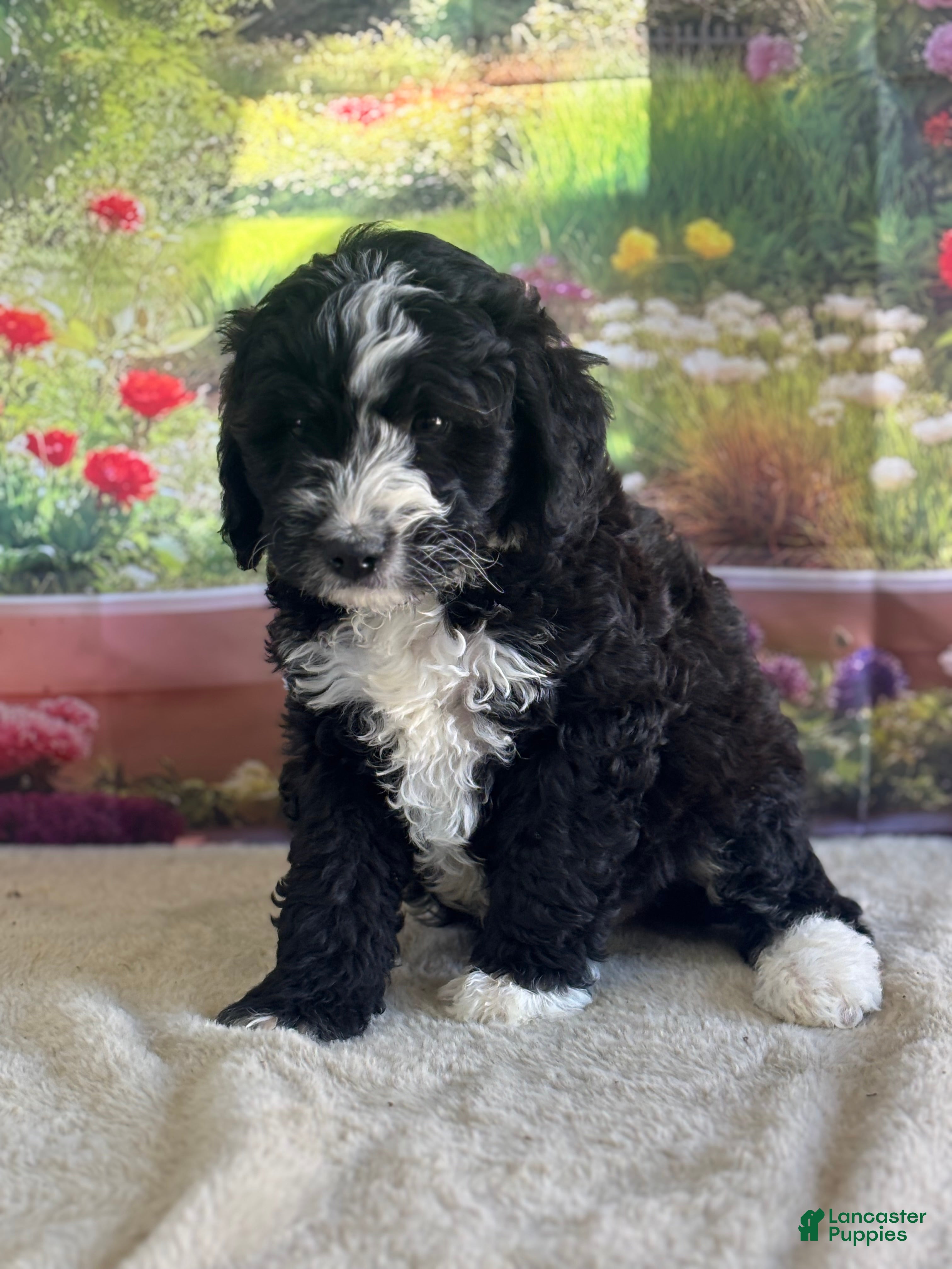 Bernedoodle dogs Bailey - Ad 26