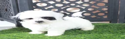 Teddy Bear dogs for sale: Patches Beautiful Female Teddy Bear Puppy - Ad 3