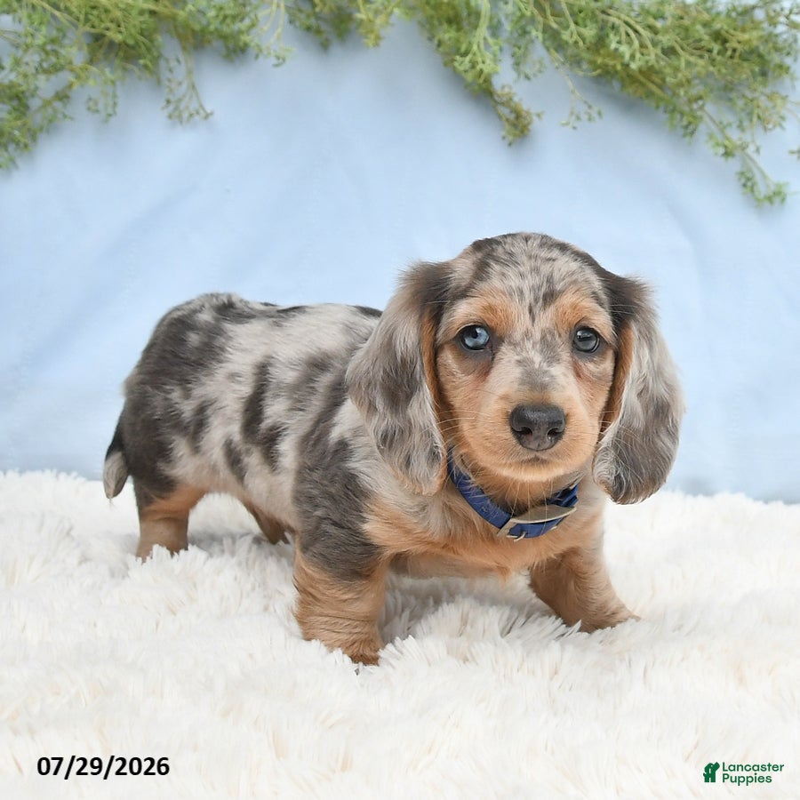 Miniature Dachshund dogs Tj - Ad 2