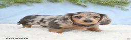 Miniature Dachshund dogs for sale: Tj - Ad 2
