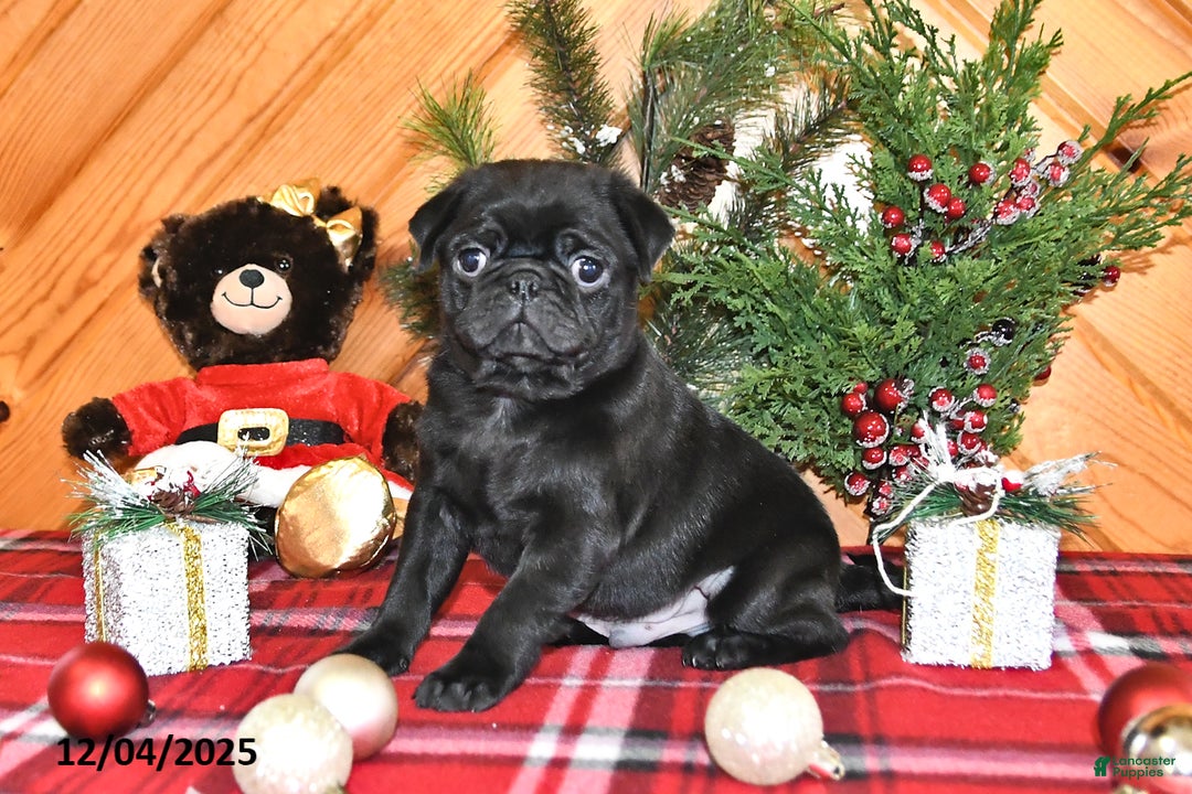 Pug dogs for sale: Cole - Ad 2