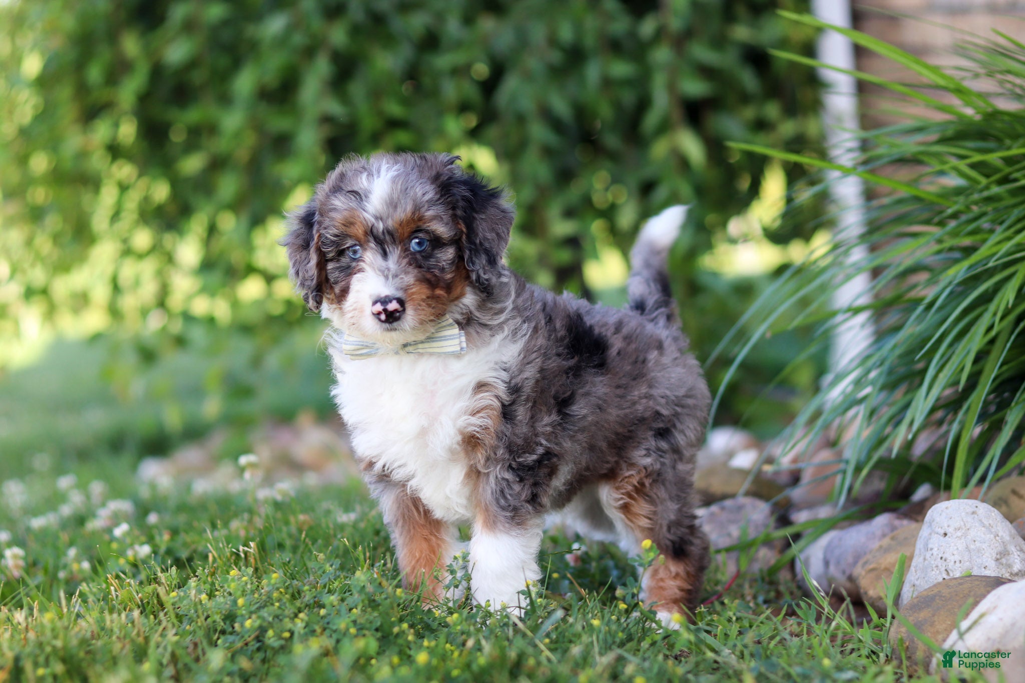 Mini Bernedoodle dogs Dylan - Ad 2