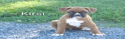 Boxer dogs for sale: Kirsi  - Ad 3