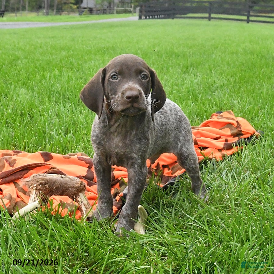 German Shorthaired Pointer dogs Ship - Ad 2