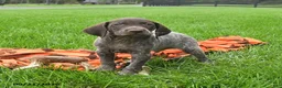 German Shorthaired Pointer dogs for sale: Ship - Ad 2