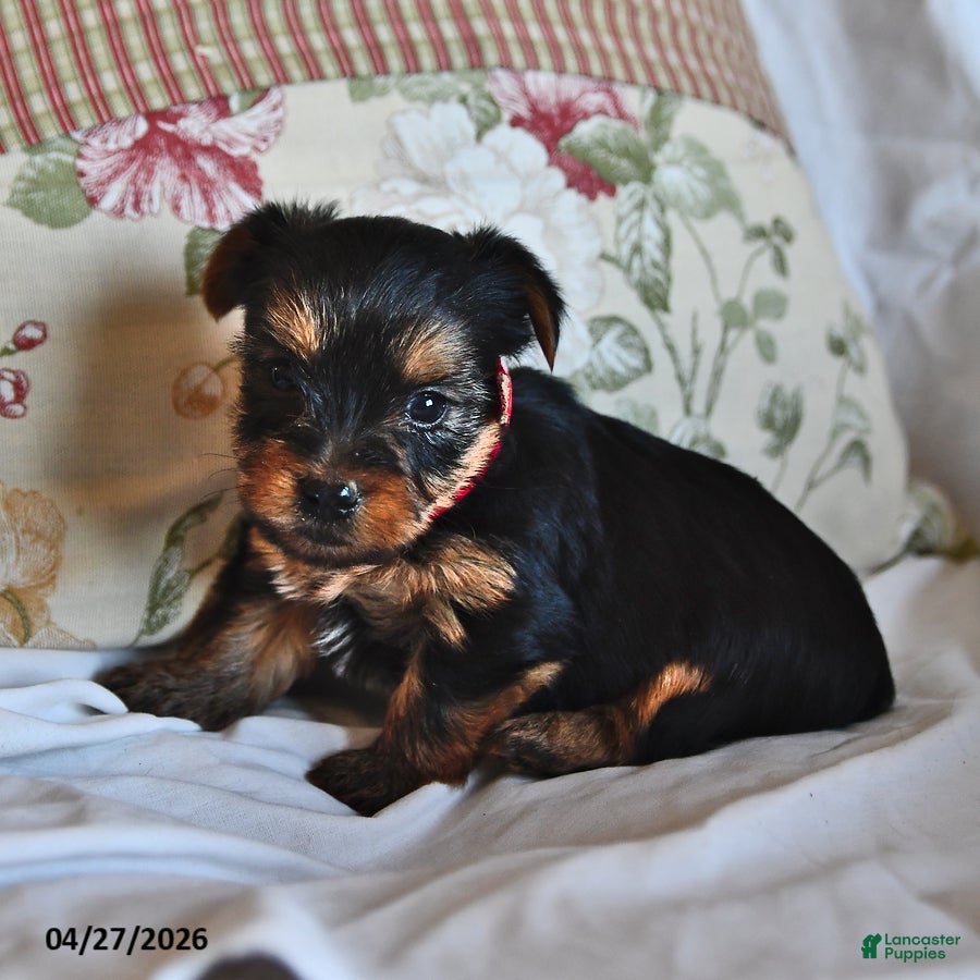 Yorkshire Terrier dogs Miney - Ad 2