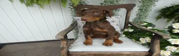 Doberman Pinscher dogs for sale: Doberman Pinscher 2 Duke - Ad 7