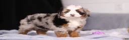 Mini Bernedoodle dogs for sale: Zuzu - Ad 3