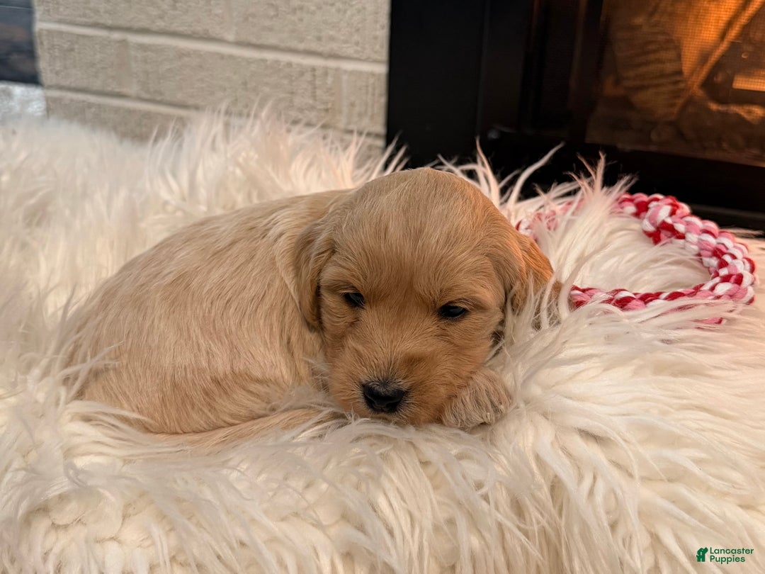 Mini Goldendoodle dogs for sale: Sugar&Spice - Ad 3