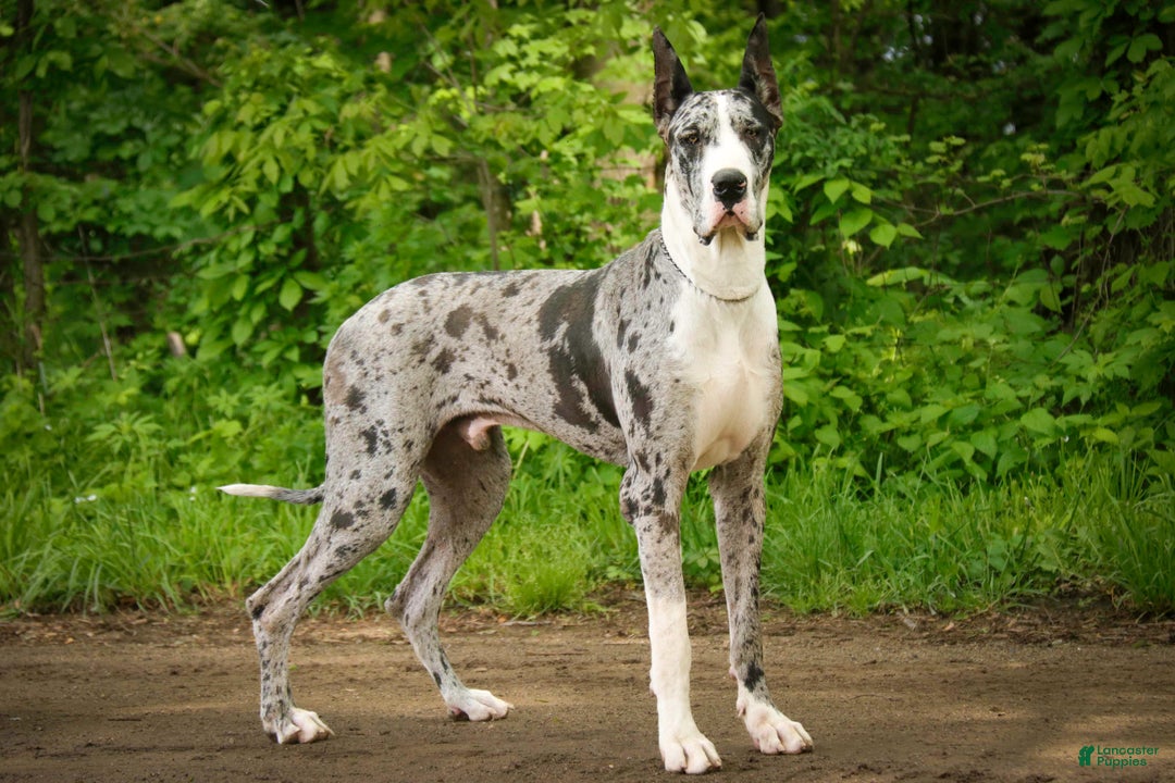 Great Dane dogs for sale: Jackie - Ad 7