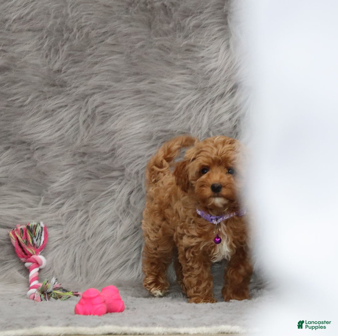 Havapoo dogs for sale: Eva 👨‍👨‍👧‍👦💞🐕 - Ad 3