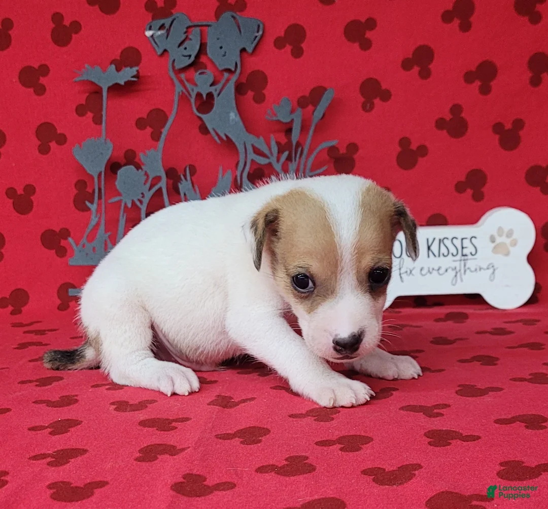 Jack Russell Terrier dogs for sale: CKC Thor *Delivery Available* - Ad 6