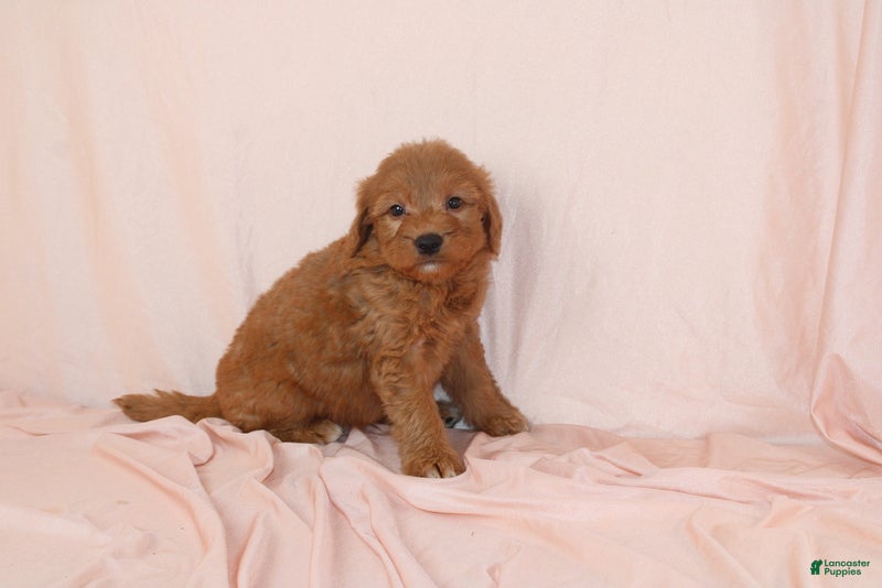 Goldendoodle dogs Walrus - Ad 1