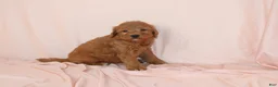 Goldendoodle dogs for sale: Walrus - Ad 1