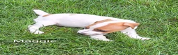 Jack Russell Terrier dogs for sale: Jack Russell Terrier 3 - Ad 3