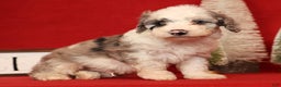 Miniature Poodle dogs for sale: Asher - Ad 4