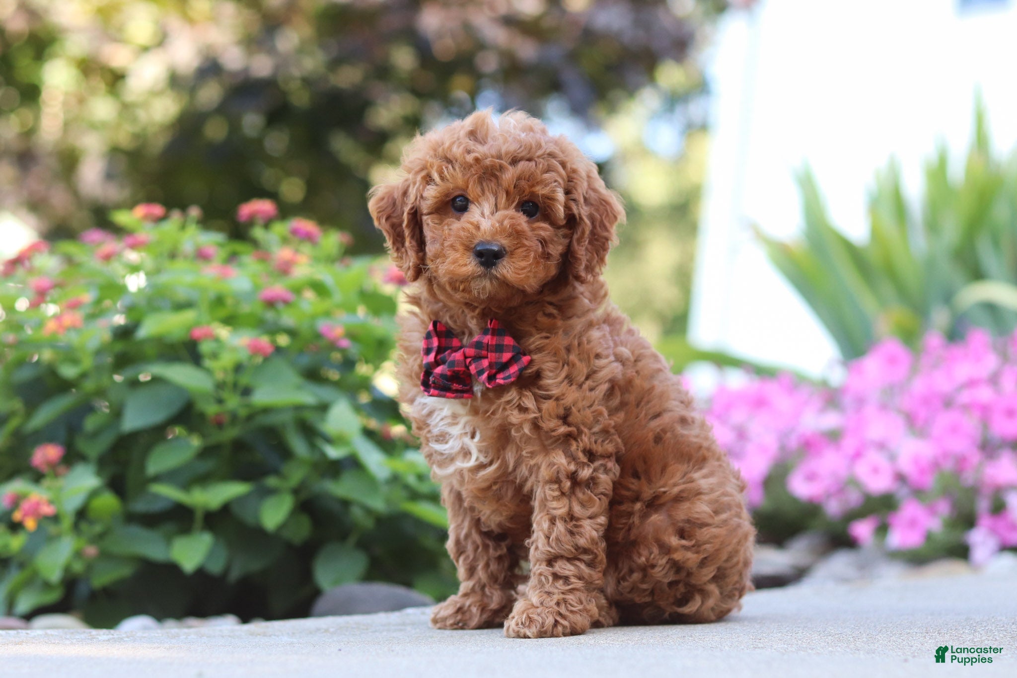 Cavapoo dogs Jordan - Ad 1