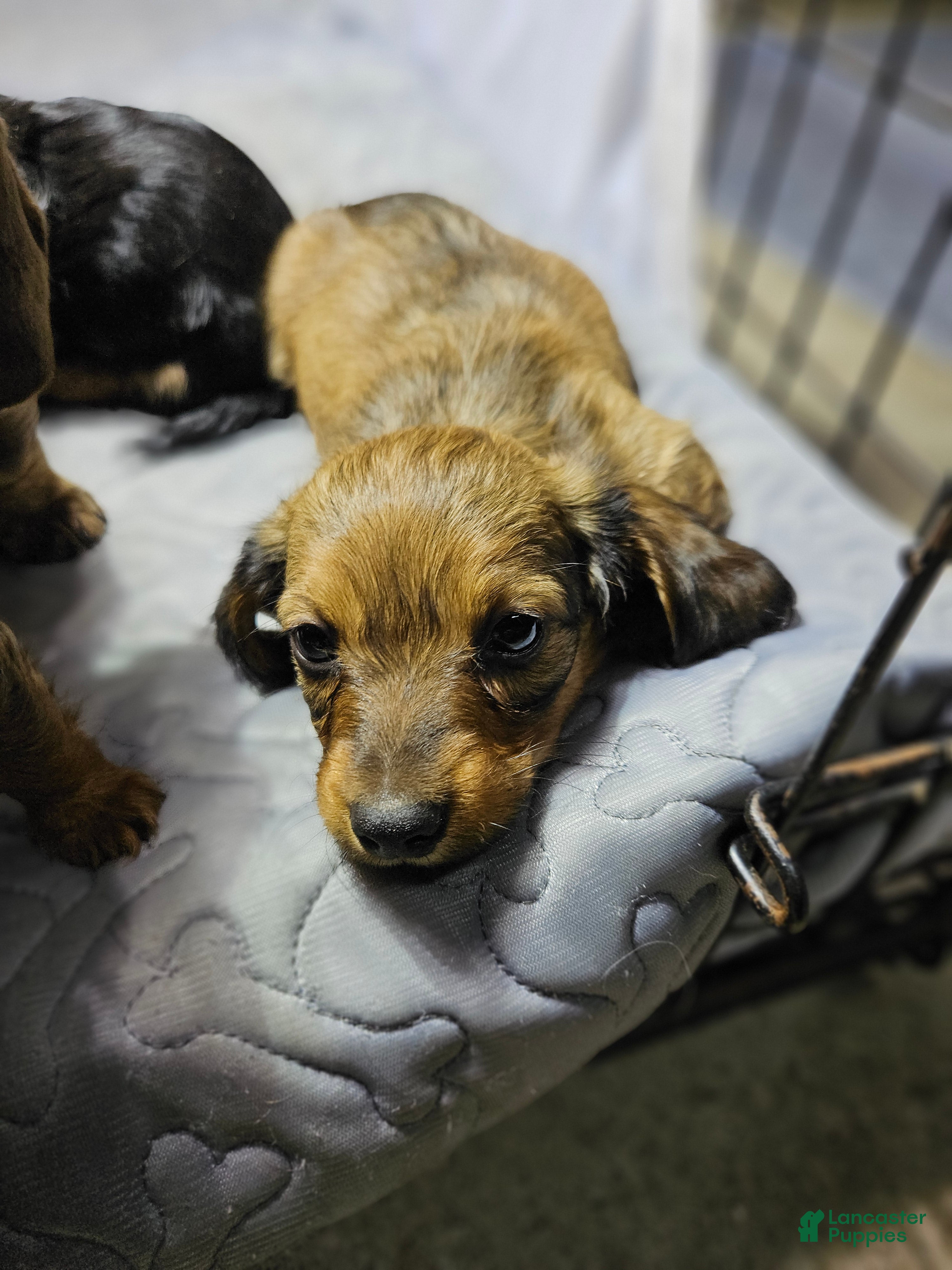 Miniature Dachshund dogs Miniature Dachshund 1 - Ad 2