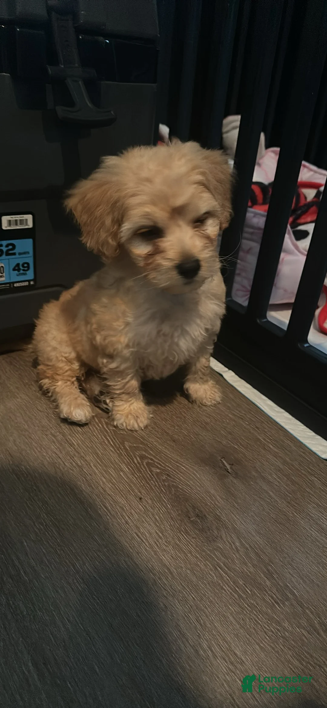 Maltipoo dogs for sale: Maltipoo Puppy 2 - Ad 3