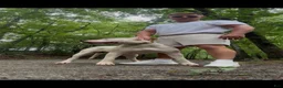 Dogo Argentino dogs for sale: Green male  - Ad 7