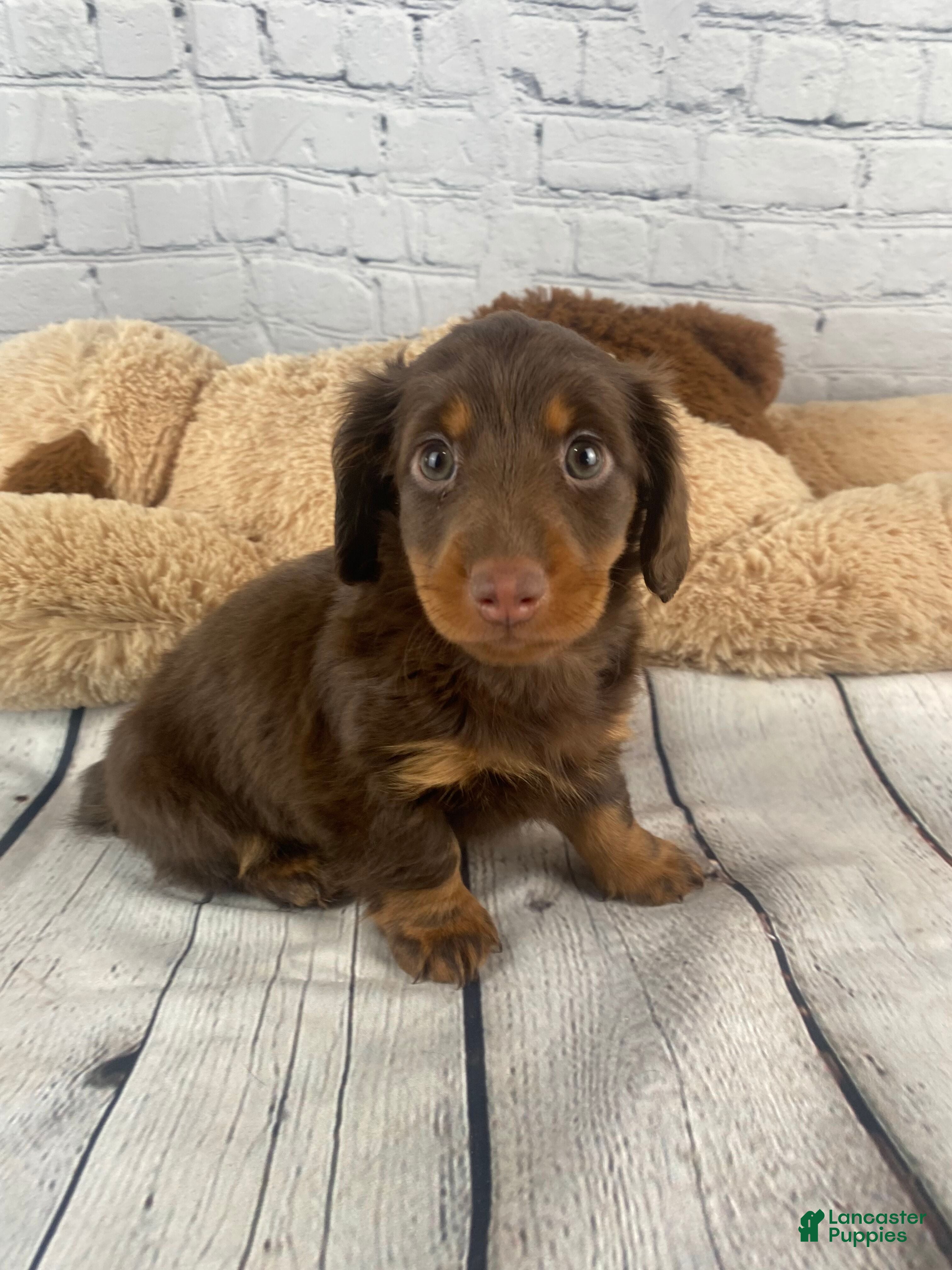 Miniature Dachshund dogs for sale: Brandie - Ad 1