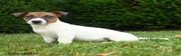 Jack Russell Terrier dogs for sale: Willow - Ad 1