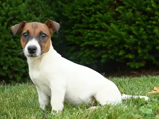 Jack Russell Terrier dogs for sale: Willow - Ad 2
