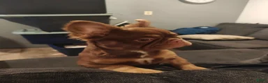 Bella
