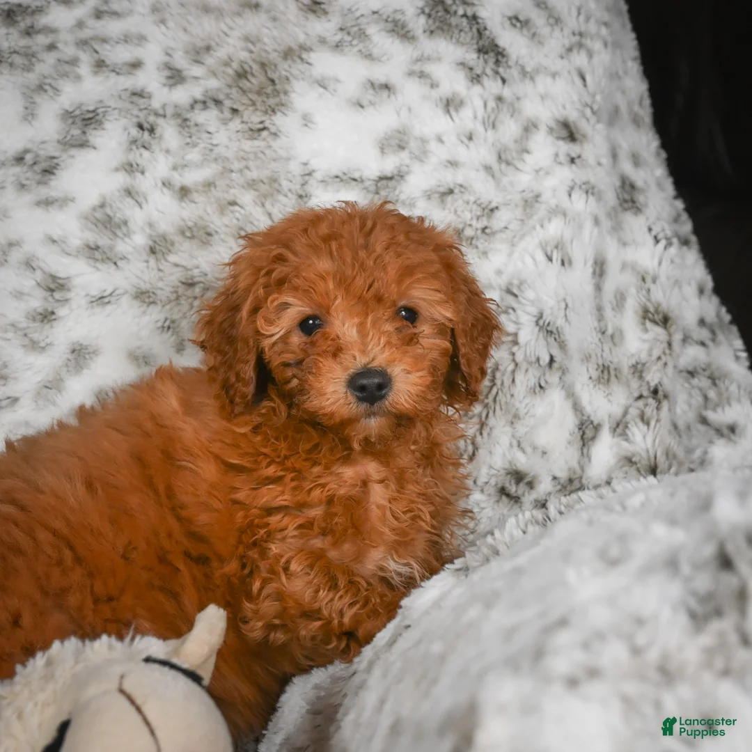 Cavapoo dogs for sale: Callie - Ad 10