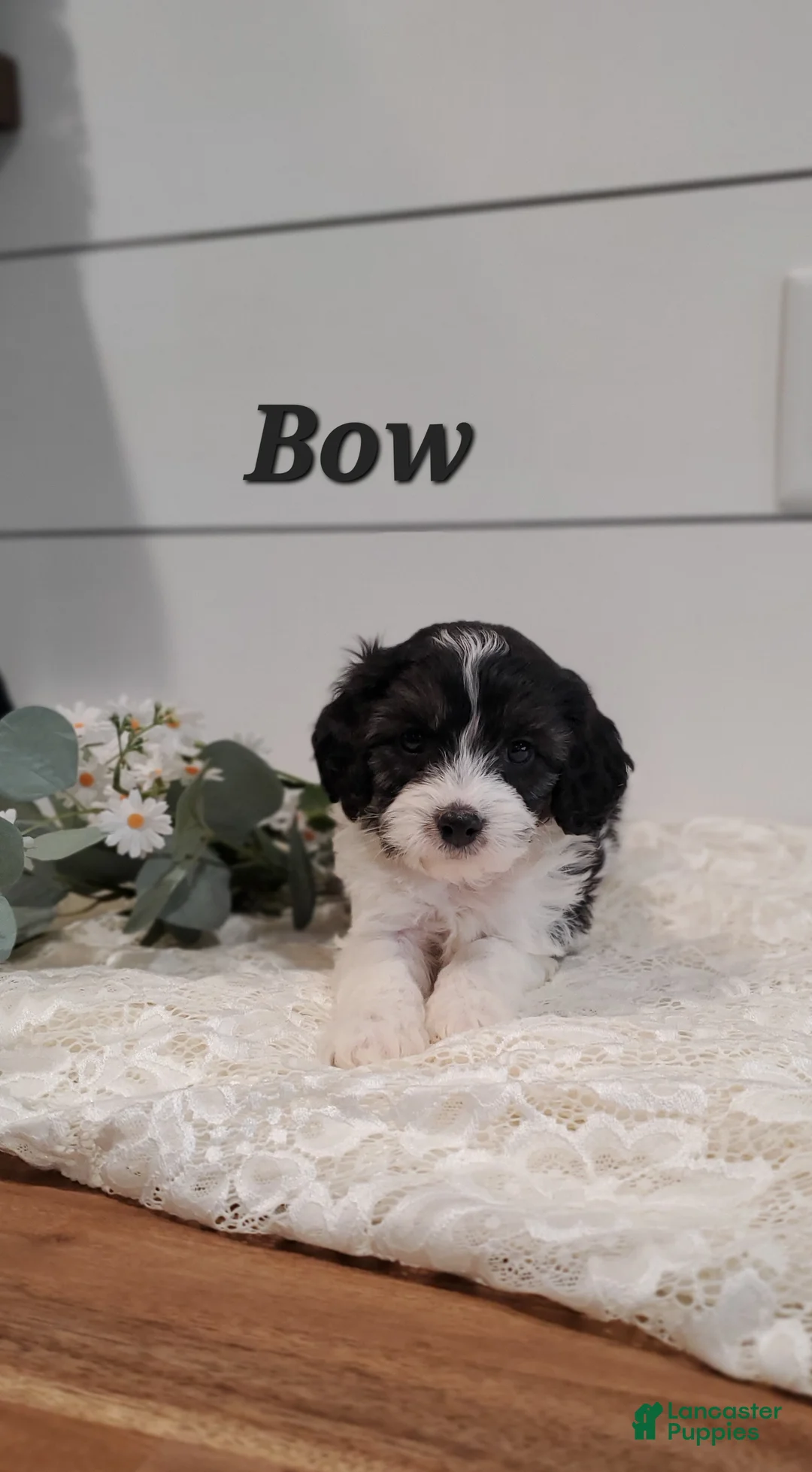 Cavapoo dogs for sale: Bow - Ad 2