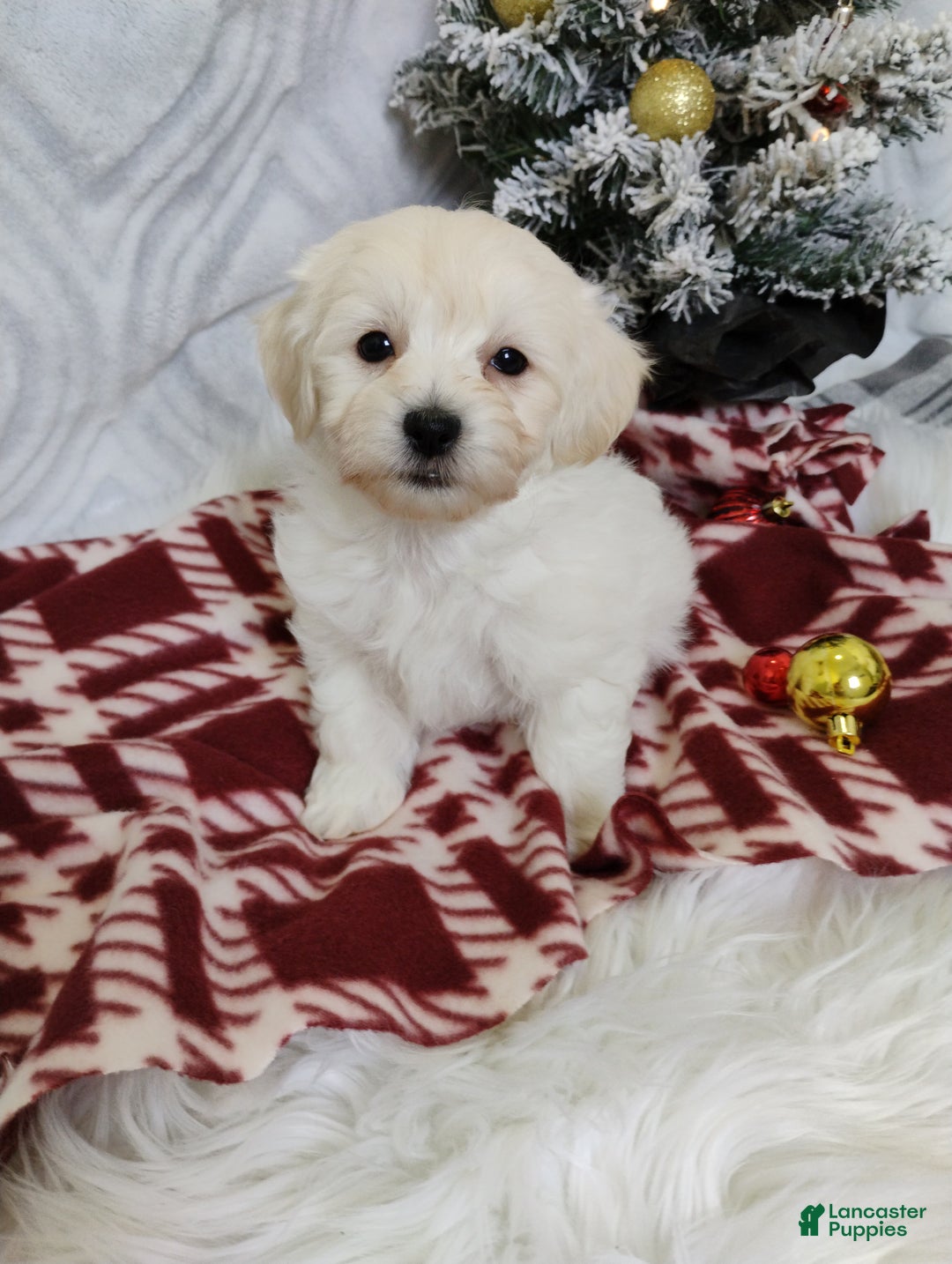 Mixed Breed dogs for sale: Brynn - Ad 3
