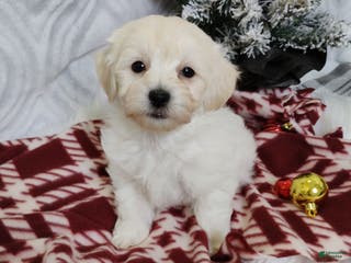 Mixed Breed dogs Brynn - Ad 38