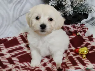 Mixed Breed dogs Brynn - Ad 26