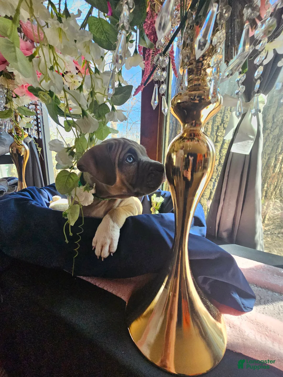 American Bully dogs for sale: Yogi the bear - Ad 1