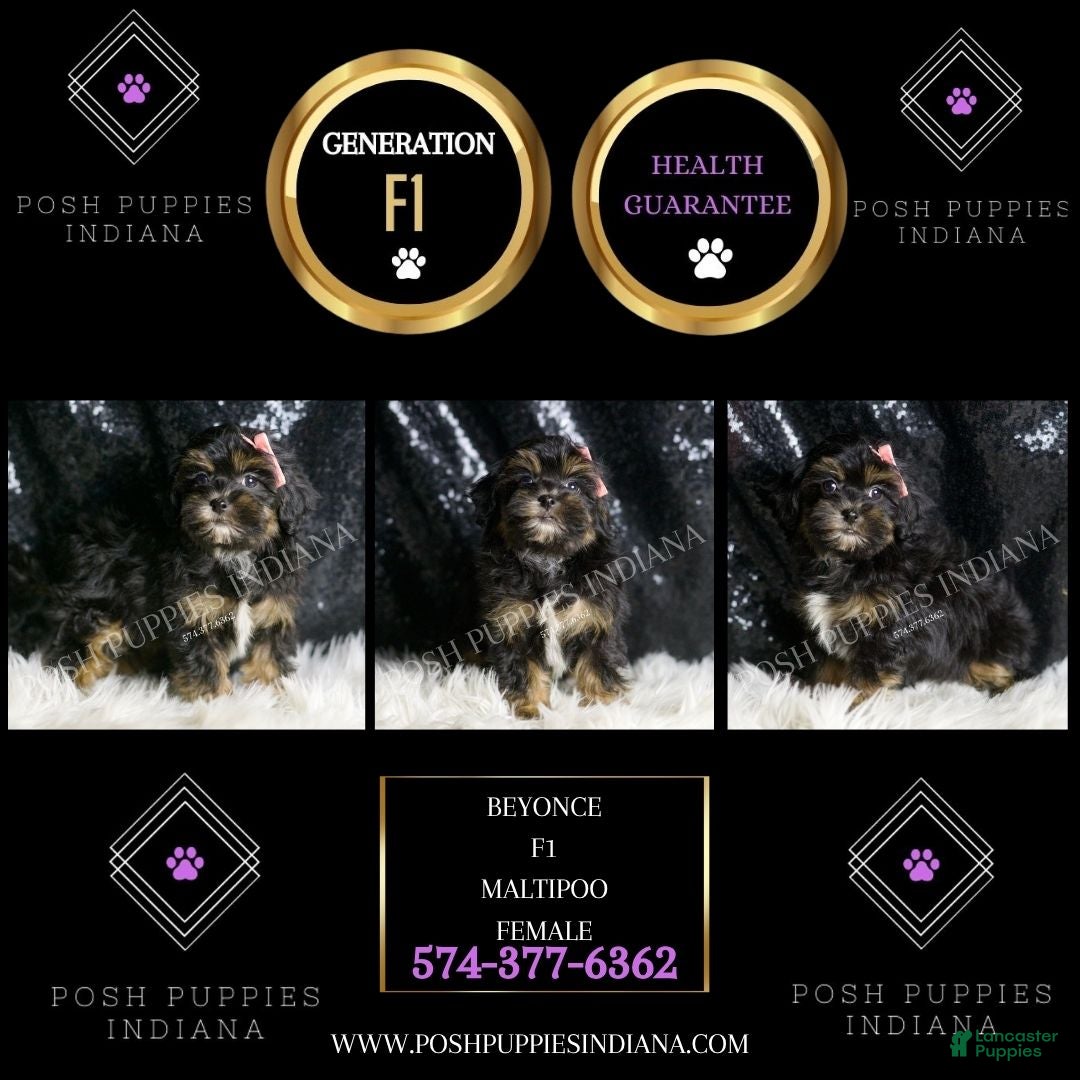 Maltipoo dogs for sale: Beyonce  - Ad 2