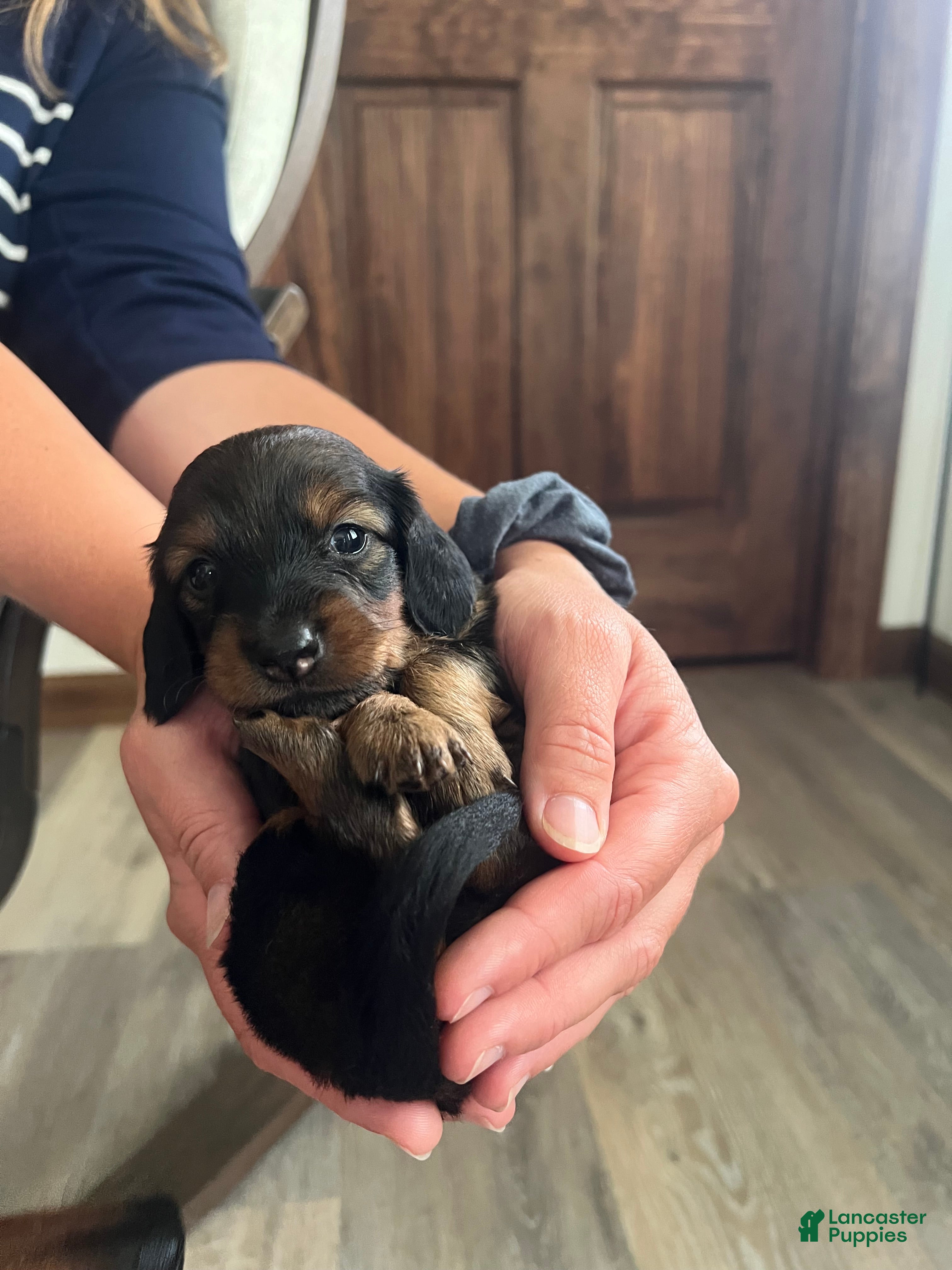 Miniature Dachshund dogs Rose - Ad 2