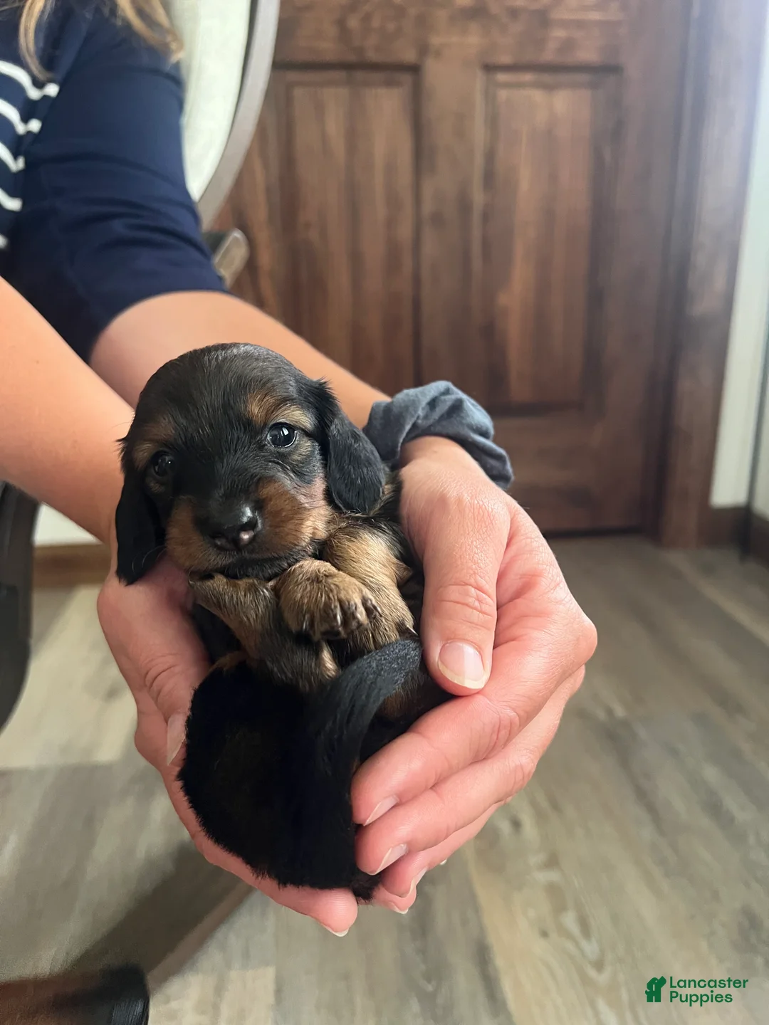 Miniature Dachshund dogs for sale: Rose - Ad 2