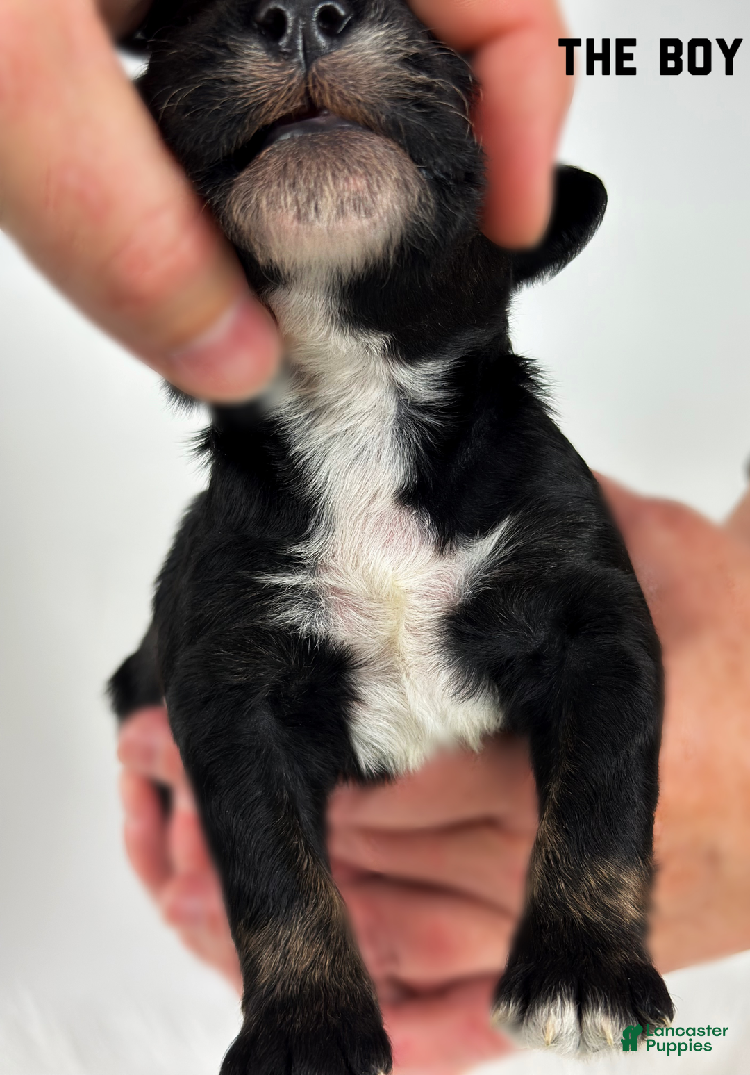 Goldendoodle dogs for sale: Goldendoodle Puppy 1 - Ad 2