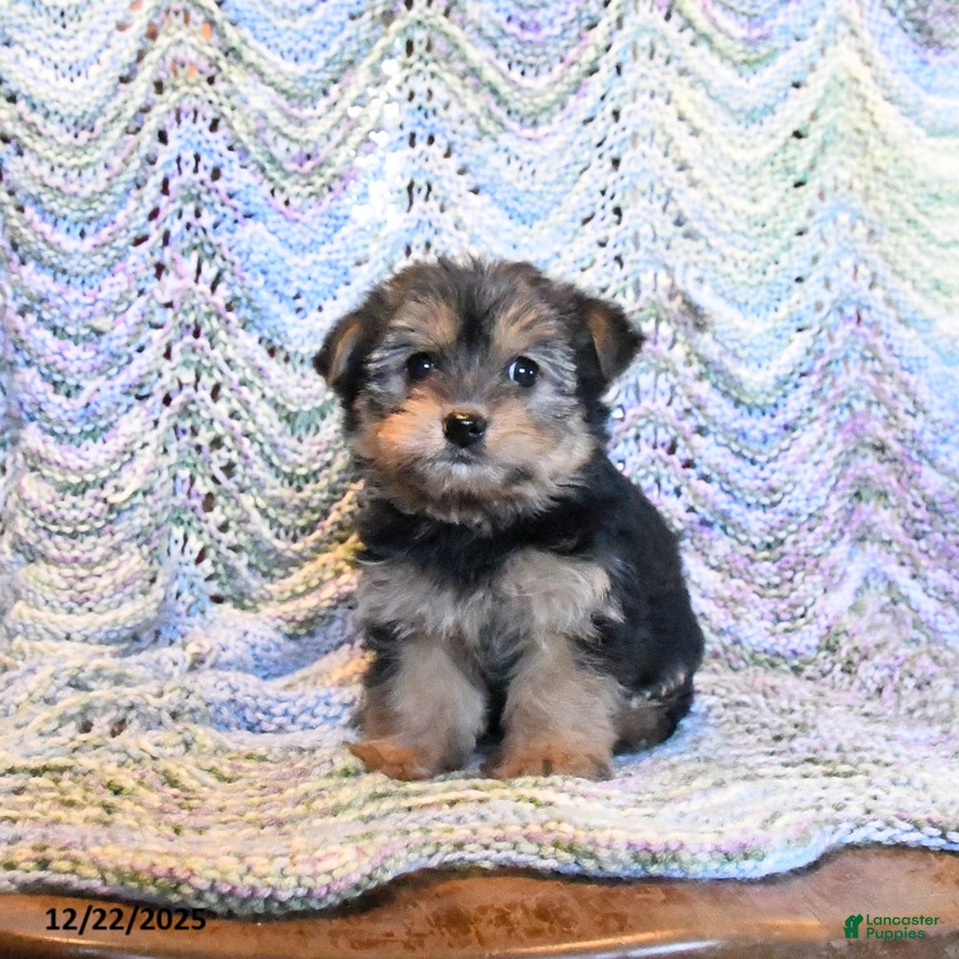 Yorkiepoo dogs for sale: Addy - Ad 2