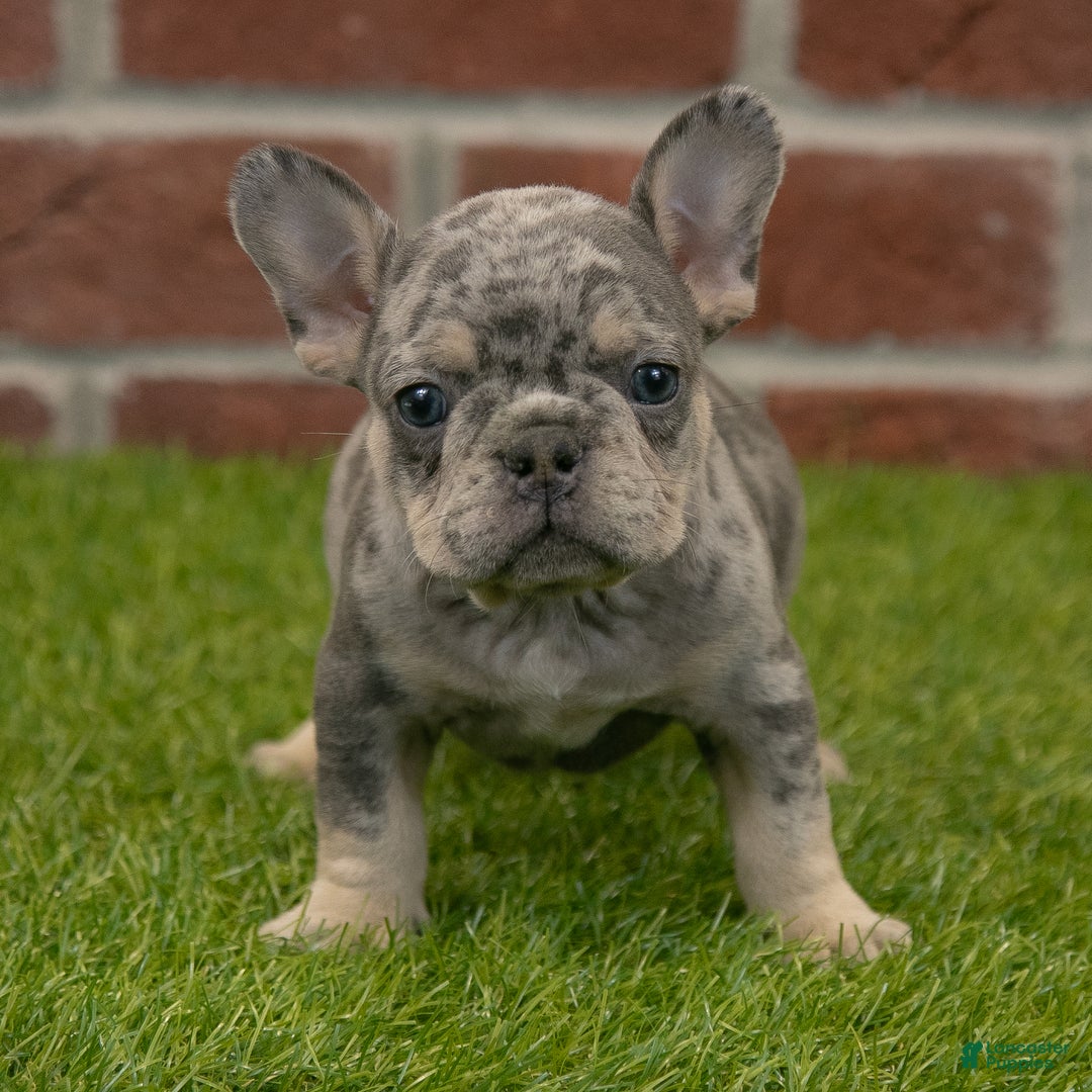 French Bulldog dogs for sale: Charlie - Ad 2
