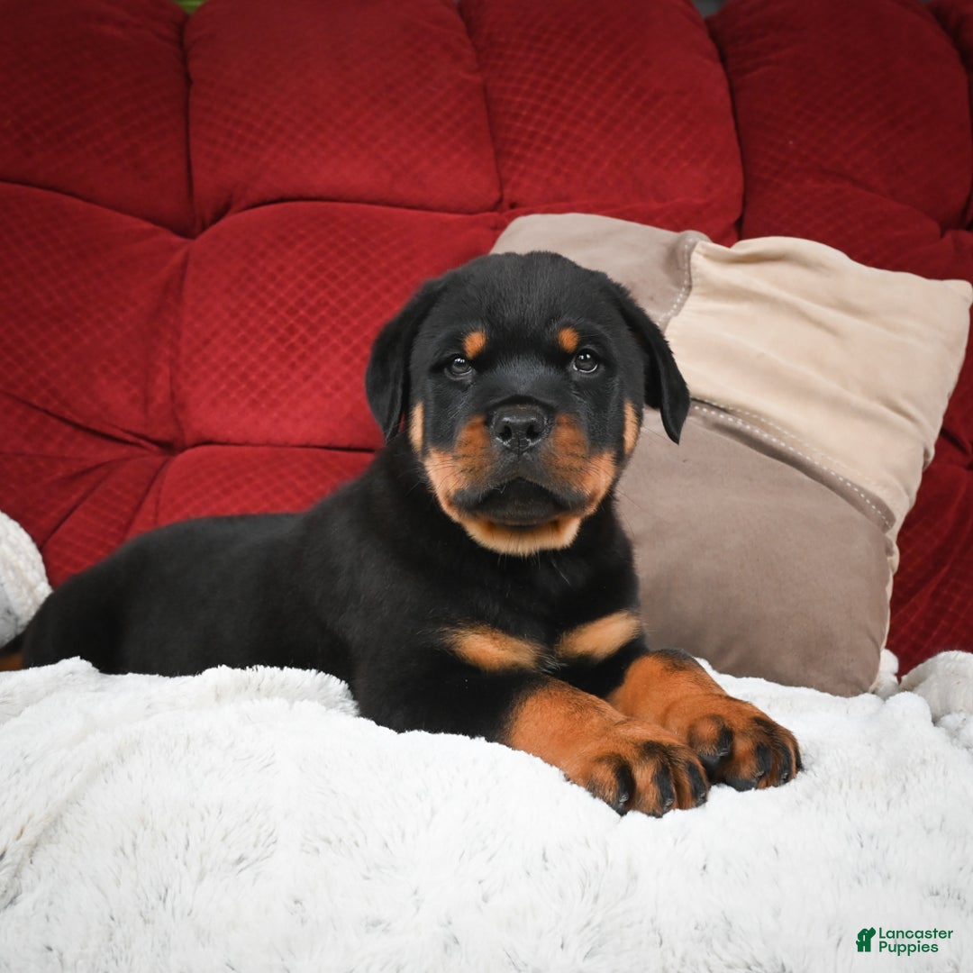 Rottweiler dogs for sale: Griffin / Mocha – Santos Ad-Dirah - Ad 11
