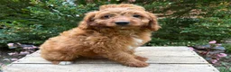 Goldendoodle dogs for sale: Arielle - Ad 3