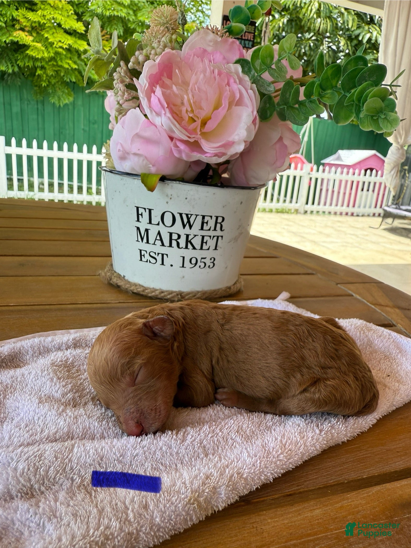Goldendoodle dogs for sale: Chase - Ad 1