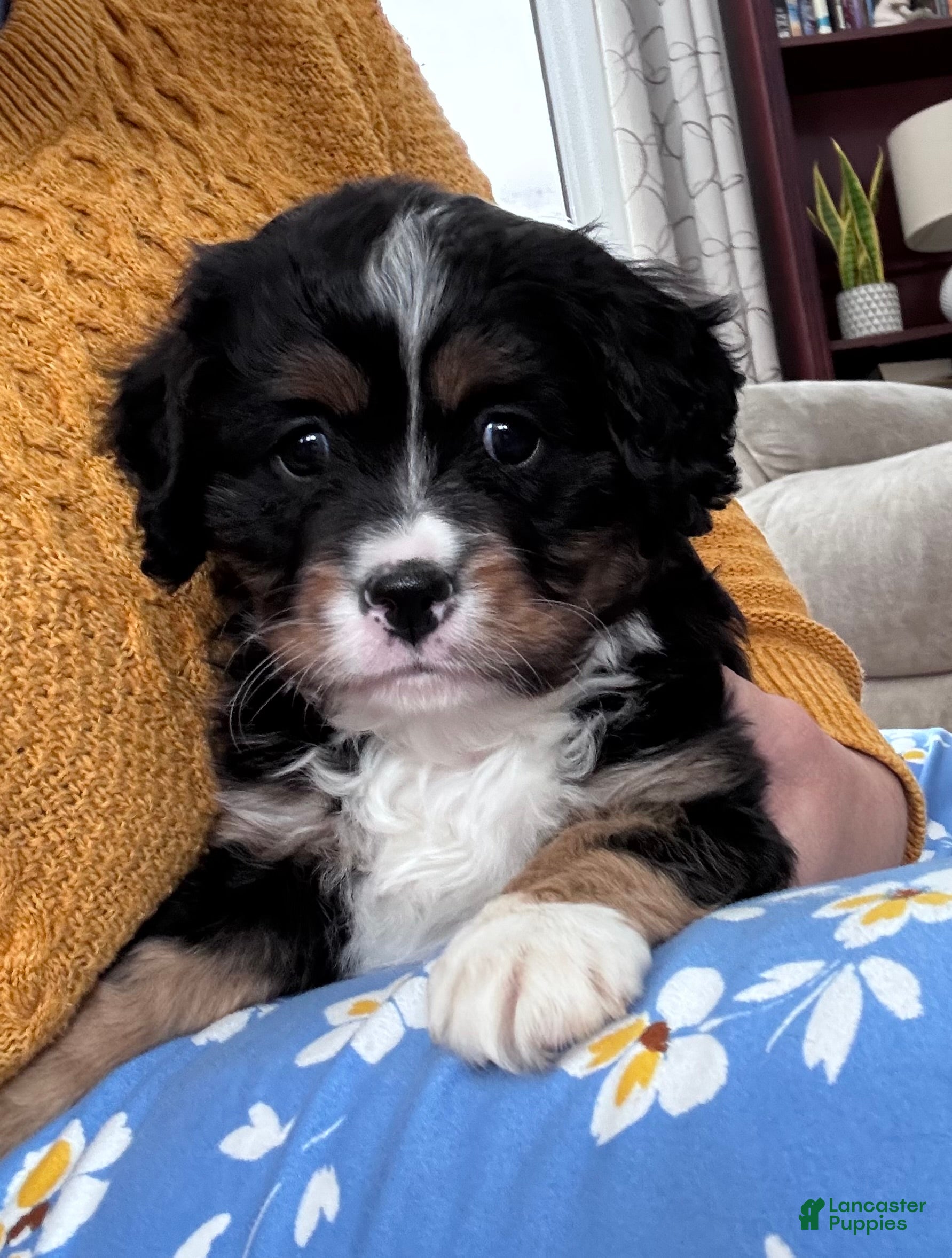 Miniature Bernese Mountain Dog dogs Tank - Ad 5