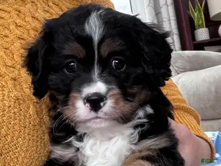 Miniature Bernese Mountain Dog dogs Tank - Ad 5