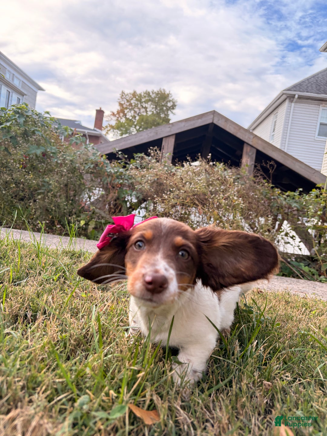 Miniature Dachshund dogs for sale: Nori - Ad 1