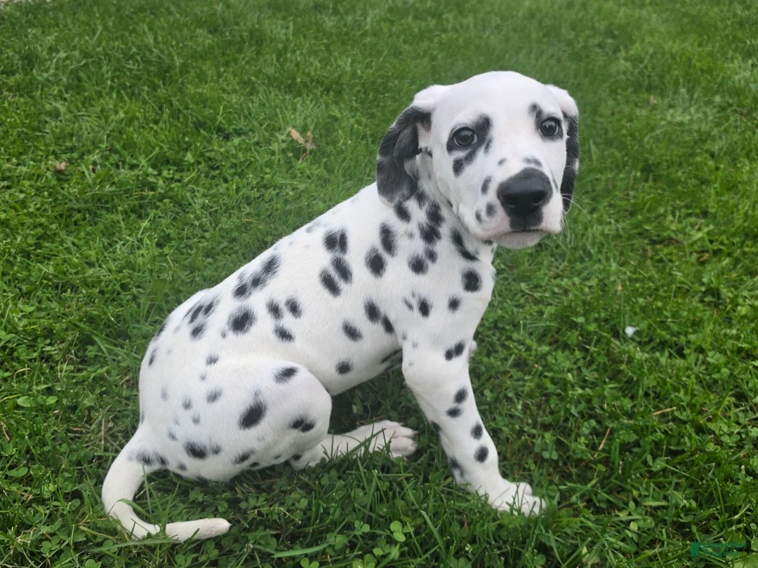 Dalmatian dogs for sale: Dalmatian Female 2 - Ad 2