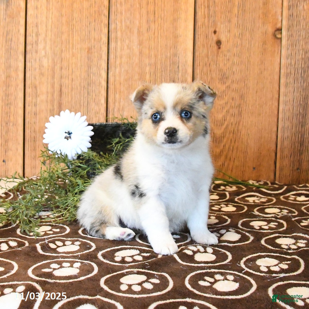 Mixed Breed dogs Naomi - Ad 7