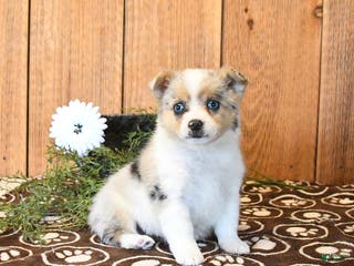 Mixed Breed dogs Naomi - Ad 37