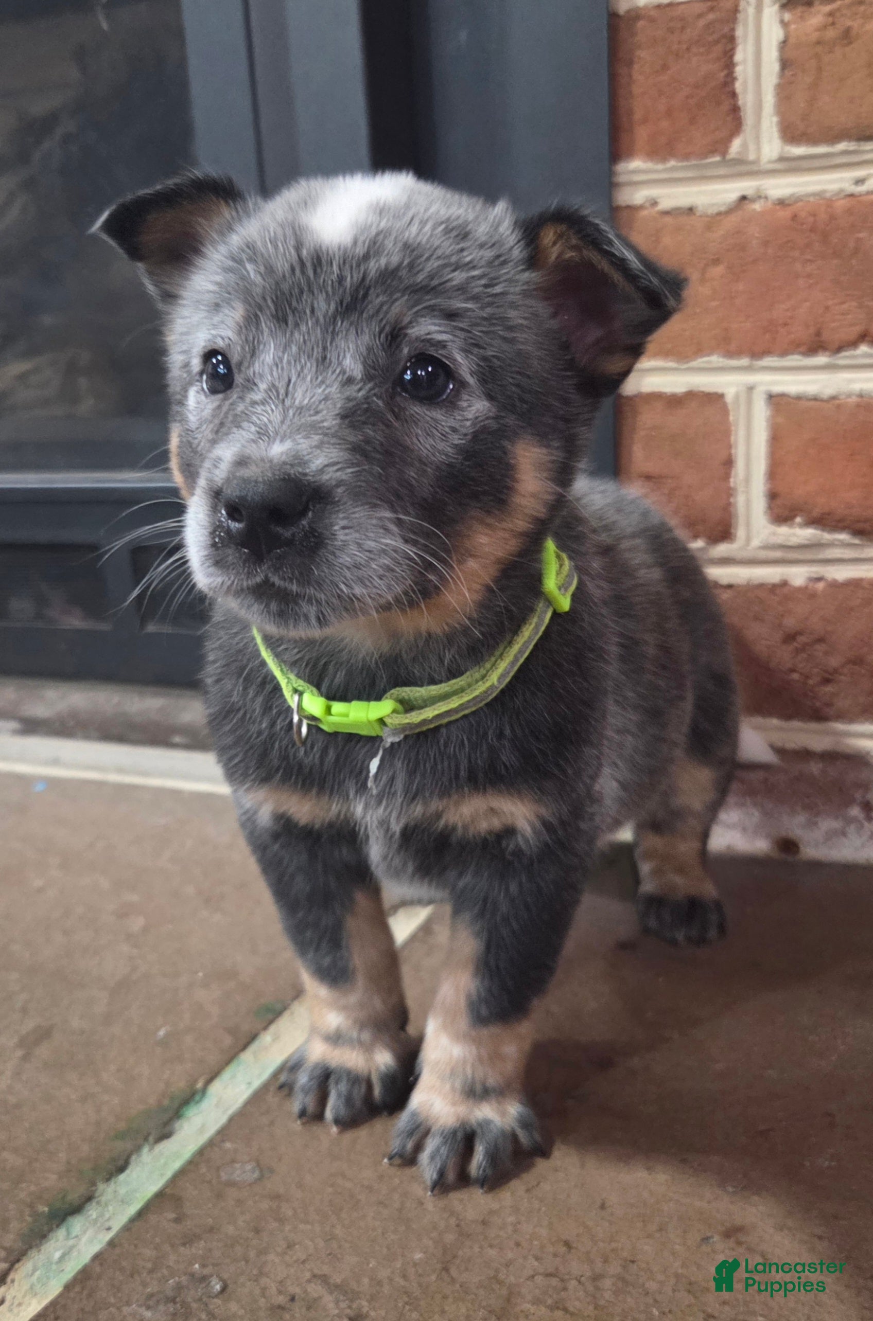 Australian Cattle Dog dogs Jefferson - Ad 1